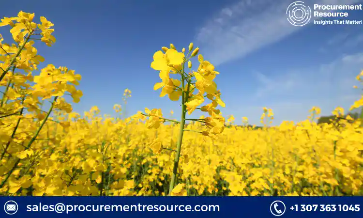 Rapeseed Price