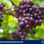 Grape Production Cost