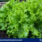 Lettuce Production Cost