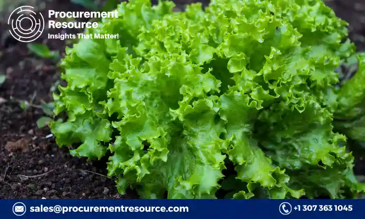 Lettuce Production Cost