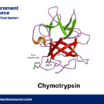 Chymotrypsin Production Cost Report